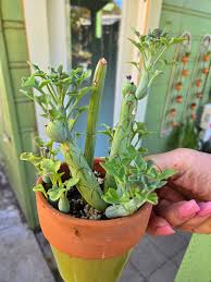 Image result for Senecio subsessilis