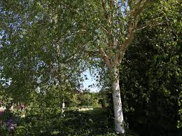 Check spelling or type a new query. Weissrindige Himalaja Birke Doorenbos Betula Utilis Doorenbos Baumschule Horstmann