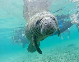 R/manatees is a community dedicated to the support of manatees worldwide. Meet The Manatees National Geographic Society