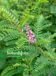 Image result for Indigofera adenoides