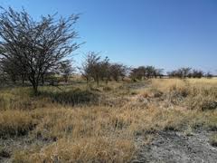 Image result for Acacia kirkii