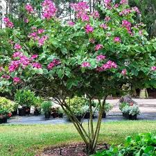 Image result for Bauhinia purpurea