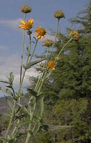 Image result for Verbesina encelioides