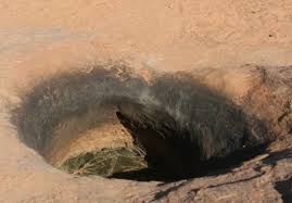 Image result for Leucosphaera bainesii