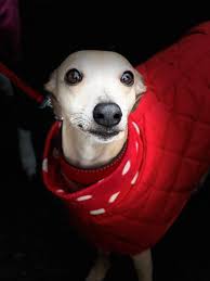 Hi, bit premature but I'm desperately 🙏 looking for somewhere in November  to get away from the endless fireworks that my dog suffers from so must be  fairly remote, 2 adults 2