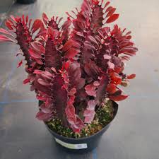 Image result for Euphorbia tholicola