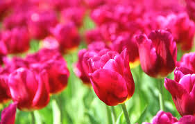 Wallpaper Flowers Nature Background Pink Wallpaper Beautiful Flowers Widescreen Full Screen Hd Wallpapers Images For Desktop Section Cvety Download Nature landscape fjord alone cliff mountain norway preikestolen sea rock calm water valley europe clouds wallpaper. wallpaper flowers nature background