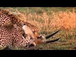 Find Out Which Species Are Among The Deadliest Twelve Animals In Costa Rica The Amazon Asia And The As Deadly Animals Dangerous Animals Animals Of The World