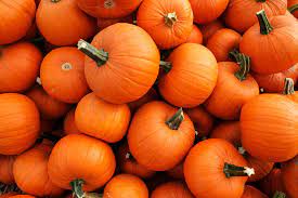 Not everyone gets a chance to celebrate this breezy season. 20 Best Facts About Pumpkins Fun Trivia And Info On Pumpkins