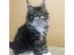 We answer all these questions and more in our. Adorable Maine Coon Kittens For Rehoming Animals Amarillo Texas Announcement 95866