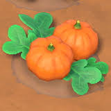 Maybe you would like to learn more about one of these? How To Plant Grow Harvest Pumpkins Farming Guide For Animal Crossing New Horizons