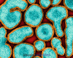 pin on beautiful microbiology