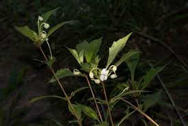 Image result for Clerodendrum incisum