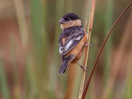 Image result for Achyrospermum carvalhoi