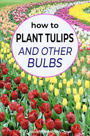 These Tips For How To Plant Bulbs In The Fall Are Awesome I Can Wait To Have A Beautiful Spring Garden With Tulips A Planting Tulips Fall Bulbs Planting Bulbs
