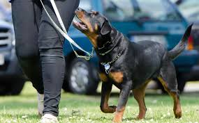 Where can i buy a rottweiler in india? Rottweiler Puppies For Sale How Much They Cost Why Marshalls Pet Zone