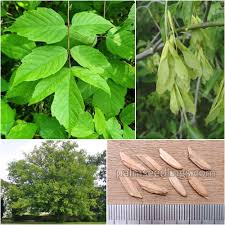 Image result for Acer negundo