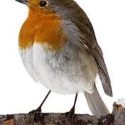 Knapton Family Obituaries