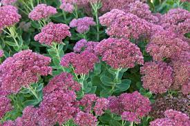 Select from premium sedum of the highest quality. Sedum Stonecrop Grow And Care Guide Bbc Gardeners World Magazine
