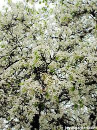 View other commonly requested plants on our wiki! Flowering Trees In Santa Barbara California Joy Us Garden