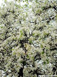 The seedpods that follow have wings. Flowering Trees In Santa Barbara California Joy Us Garden