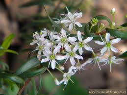 Image result for Agathisanthemum