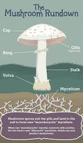 Growing Mushrooms At Home Fix Com