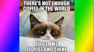 Cat memes started really rolling with the website icanhascheezburger in our current landscape facebook and imgur always has new funny cat meme content to love. The 50 Funniest Grumpy Cat Memes Complex Cute766
