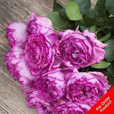 All celebrate the yves piaget rose, a major source of inspiration for piaget. Rose Yves Piaget Colombian Garden Roses Alexandra Farms Triangle Nursery