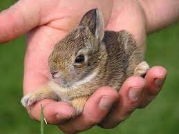 شوف صور جديده صوره ارنب صغير cute animals cute baby bunnies cute creatures