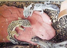 With the last round, use a water conditioner in the water you rinse with, one meant to remove chlorine and heavy metals. Leopard Gecko Shedding All You Need To Know