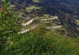 Image result for Sporobolus bechuanicus