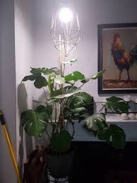 Ge's indoor led grow light bulbs provide a pleasing, natural light temperature that integrates well with any decorative aesthetic. What Is Reddit S Opinion Of Sansi 24w Led Plant Light Bulb Full Spectrum Led Grow Light Plant Lights For Indoor Plants E26 Grow Light Bulb For Hydroponics Greenhouse Houseplants Vegetable Tobacco Sunlight