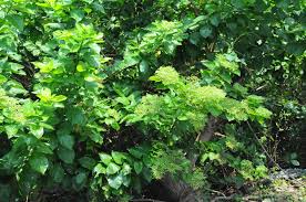 Image result for Premna serratifolia