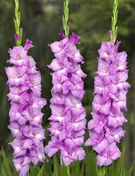 Name Prissys Purple Bot Flowerbulbs Lilium Flower Bulbs Bulbos Bulbosas August Birth Flower Gladiolus Flower Gladiolus