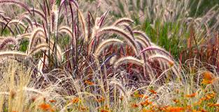 Gartenmosaikkugeln, zaunwichteln und vielem mehr. Die Schonsten Ziergraser Bei Uns Im Shop Mein Schoener Garten De