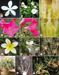 Plumerias are often associated with hawaii because they are used to make traditional leis and other plumeria grows in clusters and can produce up to 200 blossoms per cluster. Plumeria An Overview Sciencedirect Topics