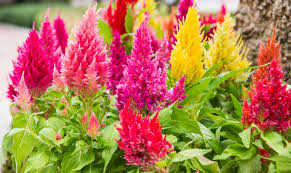 Celosia pflanzen und pflegen - Mein schöner Garten