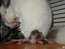 Chinchilla Birth