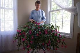 With a little information and care, you can keep these beautiful plants thriving year after year. 100 Year Old Christmas Cactus Blooms For Easter