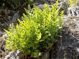 Image result for sleziník Asplenium