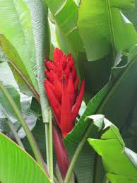 Image result for Coccinia senensis