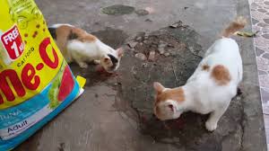 Sebagai pemelihara juga harus mengetahui bahwa untuk kucing jenis anggora kamu harus menghindari pemberian makanan selain makanan khusus kucing, seperti ikan, ayam. Kucing Kampung Dikasih Makanan Kucing Merk Me O Youtube