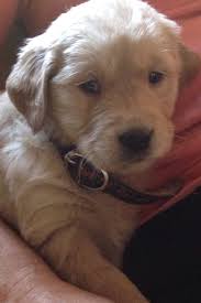 Please be aware that we only adopt to homes in the southern california area. Beautiful Akc Golden Retriever Puppies For Sale Burlingame Ca Patch