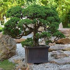 Die japanische säulenzierkirsche amanogawa ist oft das i tüpfchen das in einem garten noch fehlt. Japanischer Garten Dehner