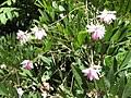 Image result for Indigofera laxiracemosa