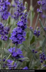 See more ideas about plants, lavender plant, lavender. Closeup Of A Lavender Plant In Bloom Lizenzfreies Bild 26595059 Bildagentur Panthermedia