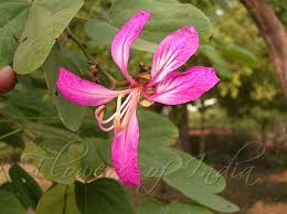 Image result for Bauhinia purpurea