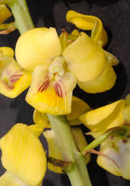 Image result for Eulophia hereroensis