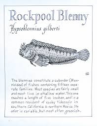 Southern california pools is dedicated in providing the best value for complete pool and spa care. Rockpool Blenny Hypsoblennius Gilberti Rock Pools Tide Pools Southern California